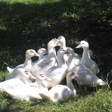Appartement Ferienhof-heidemann-auch-2-erwachsene-2-kinder-moeglich Neustadt am Rübenberge