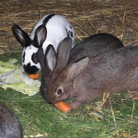 Ferienhof-heidemann-auch-2-erwachsene-2-kinder-moeglich Appartement Neustadt am Rübenberge