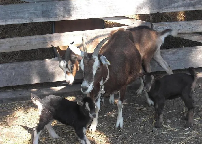 Daire Ferienhof-heidemann-auch-2-erwachsene-2-kinder-moeglich Neustadt am Rübenberge