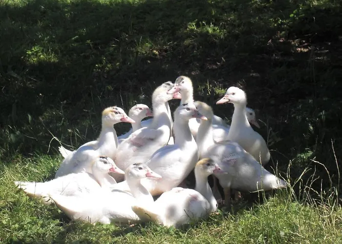 Appartement Ferienhof-heidemann-auch-2-erwachsene-2-kinder-moeglich Neustadt am Rübenberge