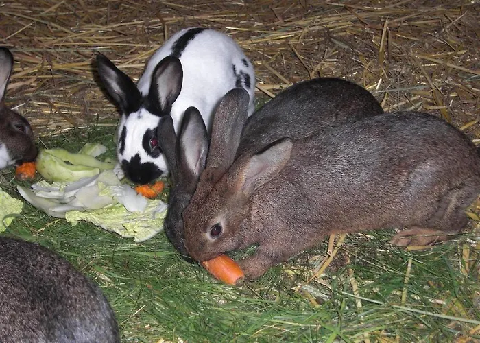 Ferienhof-heidemann-auch-2-erwachsene-2-kinder-moeglich Appartement Neustadt am Rübenberge