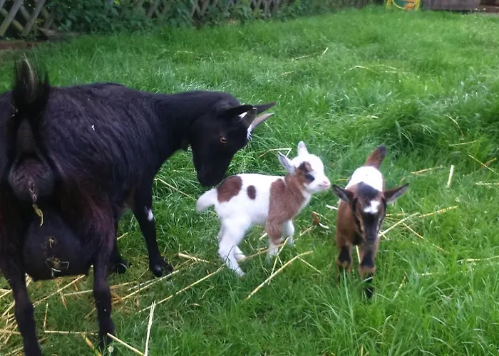 Ferienhof-heidemann-auch-2-erwachsene-2-kinder-moeglich *